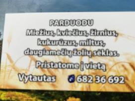 Mieziai Kvieciai