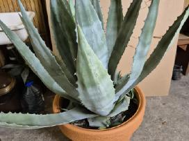 Agava