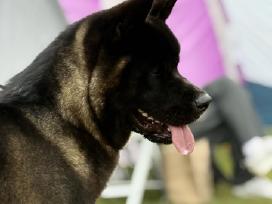Amerikiečių Akita