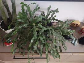 Kaktusas Schlumbergera truncata su vazonu