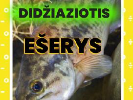 Šiaurės Amerikos didžiaziotis ešerys nelepus Žuvys