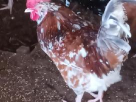 Įvairūs gaidžiukai