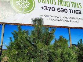 Juodosios pušys nuo 50cm iki 3m aukščio!