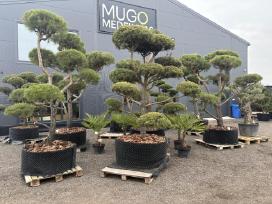 Miskantai, Bonsai, Kadagiai, Tujos, Skroblai.