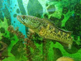 Parduodama žuvis Channa aurantimaculata