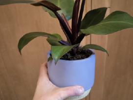 Filodendras imperial red