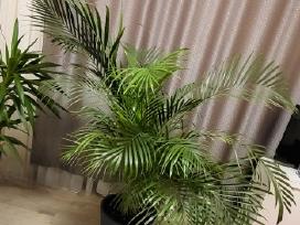 Palmė (Dipsis)