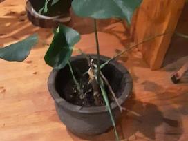 Monstera