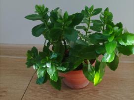 Gėlė ieško namų!kalankė (Kalanchoe) – gyvybės medi
