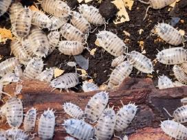 Porcellio laevis 'Dairy Cow' (vėdarėliai, isopods)