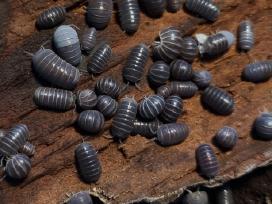 Armadillo officinalis (vėdarėliai, isopods)