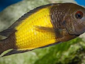 Tropheus ikola