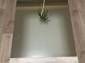 Veidrodis
