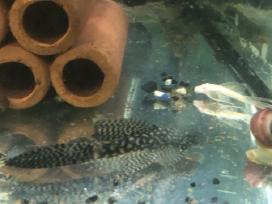 Ilgapeliakiai ancistrai