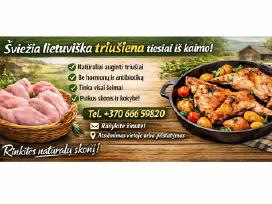 Triušiena