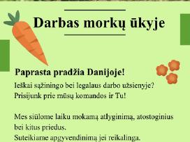 Darbas Danijoje morkų ūkyje