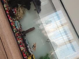 Akvariumas su zuvytemis vezliuku ir 3krabukais