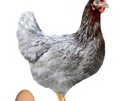 Vištos