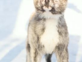 Tigriniai akita inu