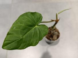 Philodendron fibrosum