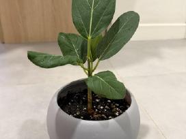 Ficus Benghalensis