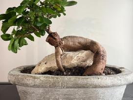 Bonsai
