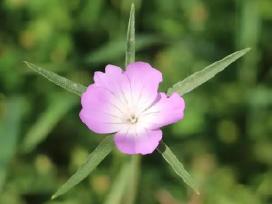 Dirvinė raugė (Agrostemma githago)