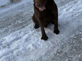 Labradoro retriveris kergimui