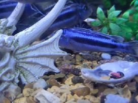 Melanochromis cyaneorhabdos (dažnai vadinama Maing