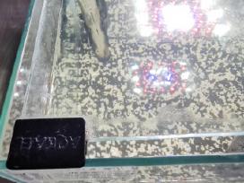 Parduodu Aquael akvariumą (19l) su įranga (Eheim,