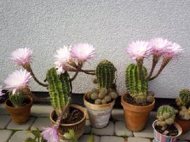 Kaktusai
