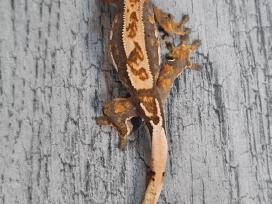 Crested gecko