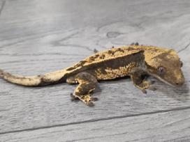Crested gecko