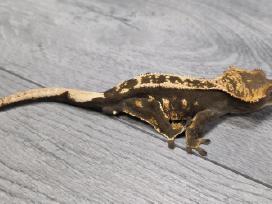 Crested gecko