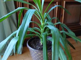Kambarinė gėlė palmė