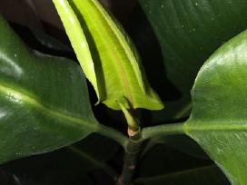 Fikusas