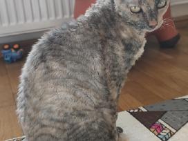 Cornish rex