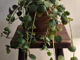 Peperomia Hope