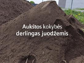 Juodzemis, dirvozemis, augalinis sluoksnis