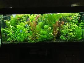 Akvariumo augalai