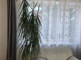 Dracena