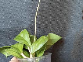 Hoya (vaškuolių)assorti.