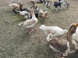 Liko du žasinai cholmogorai ir kalakutas