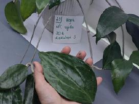 Kambariniai augalai