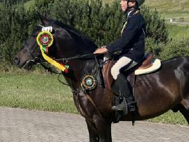 Eržilai kergimui