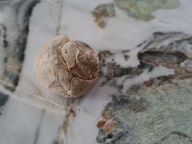 Snail fossil