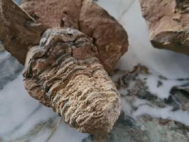 Trilobite fosilija