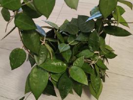 Hoya Parasitica, Mathilde, Macrophylla, Obovata