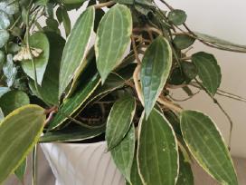 Hoya Macrophylla