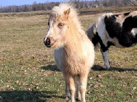 Parduodamas poni eržiliukas